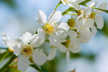 Cherry Flowers Close-Up - image