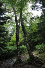 Fototapeta premium 二本の木