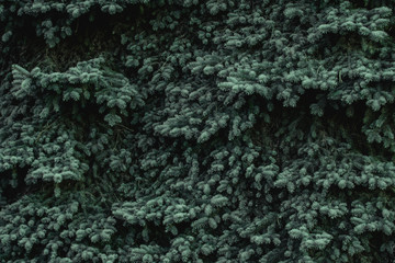 Christmas frame on the background of the Christmas tree, New Year theme