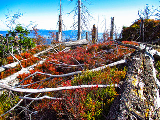 mountains landscape, red blueberry in autumn