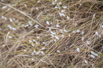 Nature background of snails on a weathered grass.