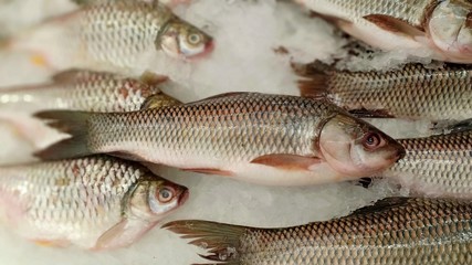 Fresh fish show at market 