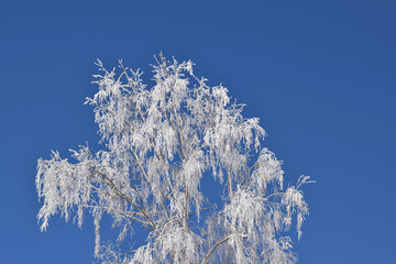 Fototapeta na wymiar White snowy trees on blue sky background.Frosty Sunny day.