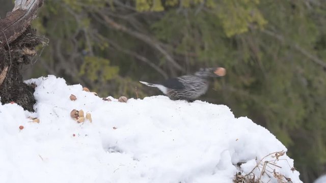 Spotted Nutcracker (Nucifraga caryocatactes) in winter forest.