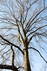 The spreading branches of leafless hibernating trees in winter against blue sky.