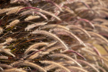 Grass flower with blurred background.Memory concept.