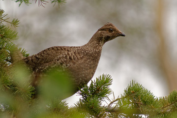 A hen ruffed grouse at home in the pines near Cody, Wyoming