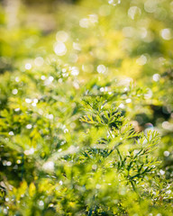green wallpaper with sharpening one plant stem with leaves; blurry, abstract background with great bokeh