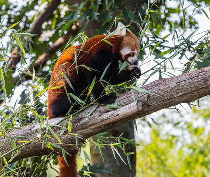 Red Panda Eating Bamboo Leaves (Ailurus Fulgens, Family: Ailuridae).