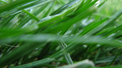 Macro Blades of Green Grass on a Summer Lawn or Meadow