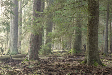 Spruce stand of Bialowieza Forest in morning