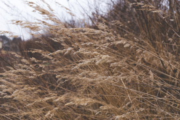 Nature background with october weathered grass and dull sky. Soft focus. Toned.