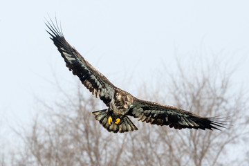 Wild, Premature Bald Eagle Catching Fish in the Iowa River