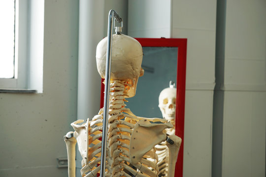 A Human Skeleton Model Looks at Its Reflection