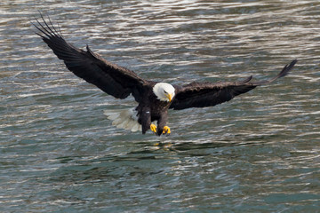 A Wild, Mature Bald Eagle Catching Fish in the Iowa River