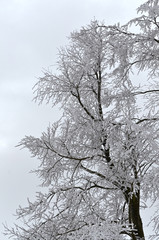 Fototapeta na wymiar schneebedeckter Baum