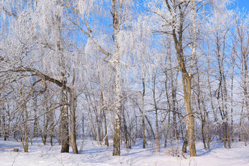 Beautiful winter landscape.Frosty Sunny day.Scenic view.