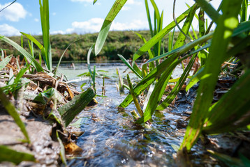 Stream flowing into Pletyonka river