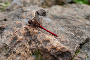 Dragonfly on the rocks