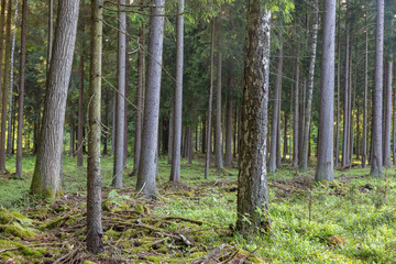 Spruce tree in Bialowieza Forest