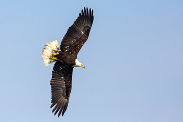 A Wild, Mature Bald Eagle Catching Fish in the Iowa River