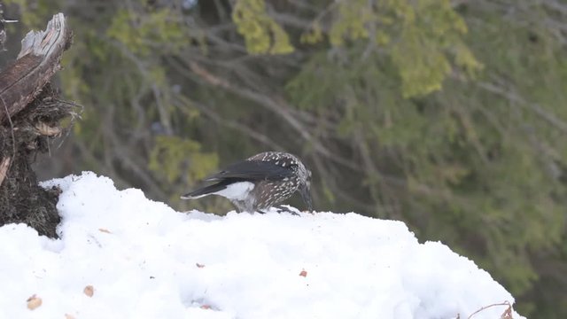 Spotted Nutcracker (Nucifraga caryocatactes) in winter forest.
