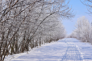 Beautiful winter landscape.Frosty Sunny day.Scenic view.
