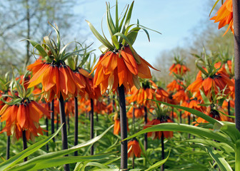 Feld mit orangefarbigen Kaiserkronen