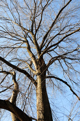 The spreading branches of leafless hibernating trees in winter against blue sky.