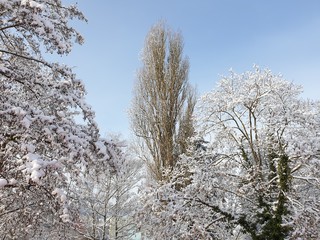 Snow on the branches of trees, view at eye level from the balcony under blue sky