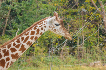 Natural lovely tall giraffe in green outdoor park.