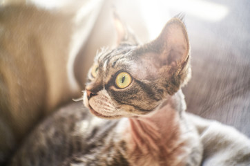 Photo of a Canadian sphinx in a cozy house