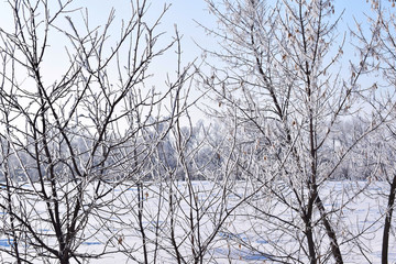 Fototapeta na wymiar Beautiful winter landscape.Frosty Sunny day.Scenic view.