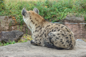 A wild hyena sitting on the rock stone.