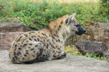 A wild hyena sitting on the rock stone.