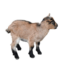 Goat standing full length isolated on white. Funny female kid close up. Farm animals.