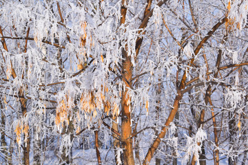 Trees in winter.Frosty Sunny day.Scenic view.