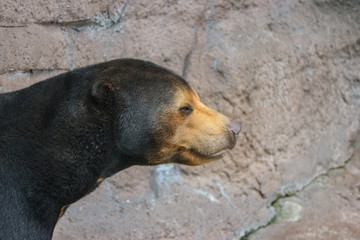 a black Malayan sun bear or Honey bear on rock cliff ground.