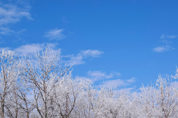 Obraz na płótnie Canvas White snowy trees on blue sky background.Frosty Sunny day.