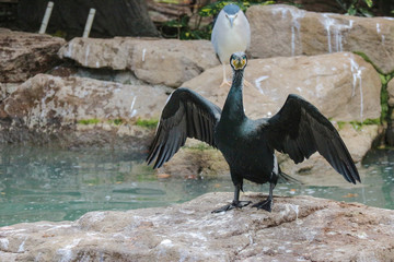 Spreading the wings black duck standing on the stone near river.