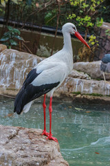 a beauty Ciconia boyciana bird looking for food near the river.