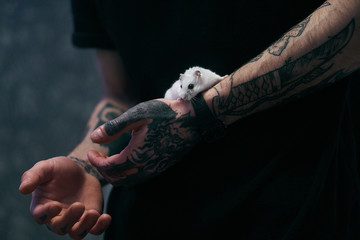 a domestic white hamster crawls on a man's tattooed arm. cute pet