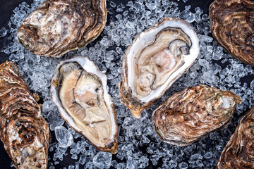 Frische Felsenaustern geöffnet angeboten als closeup auf crushed Eis mit Textfreiraum