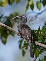 African grey hornbill (Lophoceros nasutus)