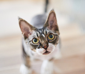 Canadian Sphinx posing and looking into camera
