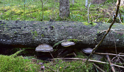 Old tree with mushrooms.