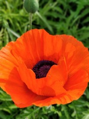 poppy flower