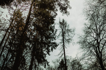 Kahle Bäume im Schwarzwald