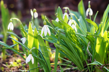 White snowdrops lit by the sun