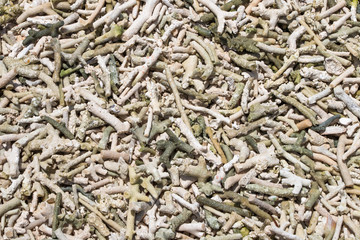 Dead calcified corals